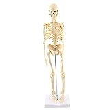 GAESHOW Modelo de Esqueleto Humano, Modelo anatómico, Herramienta de Enseñanza Anatómica con Base de PVC, Tapa de Cráneo Extraíble y Mandíbula Articulada, con Nervios, Médicos, Estudio de Estudiantes