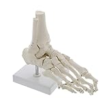 Modelo de Esqueleto de Pie Modelo de Pie Anatómico de Esqueleto Modelo de Tobillo Modelo de Huesos de Pie Humano Modelo de Pie de Esqueleto con Base de Exhibición para Estudio Médico