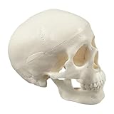 Kustimantu Modelo de Anatomía del Cráneo | Hueso del Cráneo Humano - Plantilla Realista de Estudio Educativo para Aprendizaje Anatomía Visualización Aula Casa Decoración Halloween