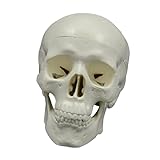 Perfeclan Modelo de cráneo de anatomía Desmontable, Herramienta de exhibición de colección, Modelo de cráneo Humano de para Escultura