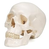 3B Scientific A20 Modelo Anatómico Humano - Modelo clásico de cráneo humano con conexiones magnéticas, 3 partes + App de anatomía gratuita - 3B Smart Anatomy