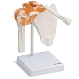 Cranstein Scientific Modelo A-332 de articulación de hombro, anatómica, esqueleto.