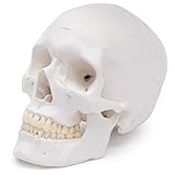 Cranstein A-240 - Juego de cráneo para profesión de anatomía (3 piezas)