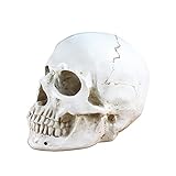 Ruspela Modelo de calavera humana, 1:1, tamaño real, modelo de calavera humana, réplica de resina, realista, cabeza de calavera humana, estatua de hueso, decoración de esqueleto de Halloween