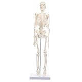 ULTECHNOVO Esqueleto Humano Modelo Anatómico Hueso de Cuerpo Completo Modelo de Enseñanza Médica de Plástico Modelo de Esqueleto Realista para Educación Médica Decoración de La Casa