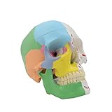 WuLi77 Modelo Cráneo Humano Réplica Tamaño Real Detalles para Aprendizaje Médico Modelo Exhibición para Enseñanza Médica Modelo Cráneo