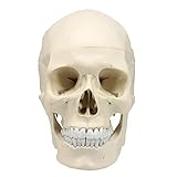 ZAK168 Modelo de cráneo Humano, réplica de tamaño Real, anatomía médica, Modelo anatómico para Adultos, No Cero, Blanco, Tamaño Libre