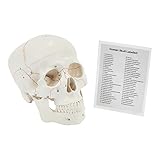 Calavera humana, anatómico, 3 partes, calavera médica, calavera de tamaño real para adultos,Modelo educativo y de enseñanza médica,Regalo perfecto para estudiantes médicos