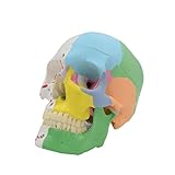 Modelo Cráneo Humano Muestra Tamaño Natural Detalles Réplica para Aprendizaje Médico Modelo Exhibición para Enseñanza Médica Modelos Anatómicos del Ser Humano