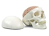 3B Scientific A20/9 Modelo Anatómico Humano - Cráneo Clásico con Cerebro, 8 Piezas, con Conexiones Magnéticas + Software de Anatomía - 3B Smart Anatomy
