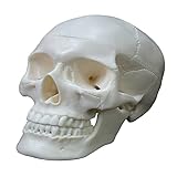 Modelo anatómico de calavera humana, tamaño real, modelo de esqueleto de cabeza de anatomía humana, incluye juego completo de dientes, tapa de calavera extraíble, modelo anatómico de calavera para