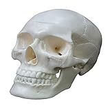 Modelo de calavera humana de tamaño real, 2 piezas, calavera humana realista con gorra de calavera extraíble, suministros de enseñanza, anatomía humana, modelo de esqueleto para niños