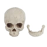 Shipenophy Hecho con Resina 1: 1 Modelo de Resina de réplica de cráneo Humano, cráneo de tamaño Natural para decoración de Halloween, Modelos médicos