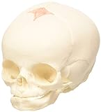 3B Scientific A25 Modelo Anatómico Humano - Cráneo de Feto, 30 semana de embarazo + Software de Anatomía - 3B Smart Anatomy