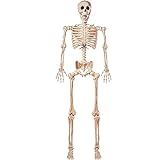 JOYIN 60 Pulgadas Tamaño Real Esqueleto Cuerpo Completo Huesos Humanos Realistas con Articulaciones Posables para Halloween Pose Esqueleto Prop Decoración,