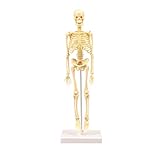 TOYANDONA Miniatura Esqueletos Diy Esqueleto Humano Maniquí Ensamblaje Hecho a Mano Maniquí Modelo Dibujo Pintura Cuerpo Completo Hueso Modelo Cuerpo Humano Figura Artesanía Mini Esqueleto Humano