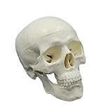 Colcolo Modelo de Cabeza de Esqueleto de enseñanza anatómica, Juguete Educativo, cráneo Humano para boceto artístico