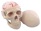 ZAPION Modelos de Torso y Esqueleto Anatómico, Réplicas de cráneo Humano Tamaño Real Anatomía médica Modelo anatómico para Adultos con Estatua de decoración de Tapa de cráneo ex