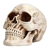 CRGANGZY Resina realista modelo de calavera humana de tamaño natural Decoración de esqueletos de Halloween para la decoración gótica de la oficina en casa réplica de huesos anatómicos para enseñar acc