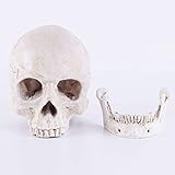 VOANZO Figura de esqueleto humano realista con cabeza de cráneo para decoración de mesa de Halloween