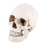 Cráneo Humano de Resina Blanca ,Modelo de Dibujo de Tamaño ,Réplica de Adorno con Hueso de Mandíbula Extraíble para Decoración de Bares y Clubes Nocturnos ,Educación Científica