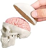 Último modelo de cráneo humano en miniatura, 3 piezas con cerebro humano de 2 piezas, cráneo de media vida con cerebro, cabeza humana con cerebro para aprender, pantalla educativa