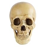 Yirtree Modelo de cráneo Humano de Grado Profesional, tamaño Real, Realista, con mandíbula extraíble, Estudio Educativo de anatomía, Adorno de Resina para decoración de Halloween Beige 1 PC