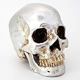 Cranstein A-525 cráneo humano, 2 piezas, tamaño real (color plateado)