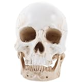 OATIPHO Cráneo De Resina De Tamaño Natural Modelo 3d Del Cráneo Humano Modelo De Cráneo Médico Cabeza De Calavera Realista Aprendiendo Anatomía Del Cráneo Artículos De Arte Cuerpo Humano