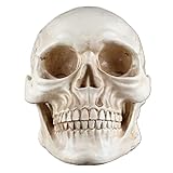 Modelo de calavera humana de tamaño real, réplica de resina realista, decoración de fiesta de Halloween, cabeza de cráneo humano, modelo óseo, esqueleto médico para enseñanza médica anatómica