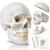 Modelo anatómico de calavera humana, con suturas pintadas, 54 unidades, modelos de calavera numerados etiquetados para estudiantes de medicina, modelo de cerebro humano para niños dibujando anatomía