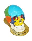 Modelo anatómico de cráneo de cabeza de color humano de tamaño natural actualizado con las fuentes más nuevas grabadas con láser y la almohadilla de mouse con diagrama de cráneo para estudiantes