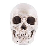 Jorzer Esqueleto anatómico de Calavera Realista de Halloween réplica a tamaño Real Modelo de Hueso de Cabeza de cráneo Humano Cabeza de Calavera Realista de Halloween