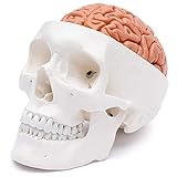 Cranstein A-236 Cráneo humano con cerebro
