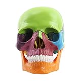 Modelo de anatomía de cráneo humano | Modelo de calavera de tamaño real | Modelo de calavera desmontable, réplicas anatómicamente precisas, réplicas de cráneo de anatomía de cabeza humana, modelo de