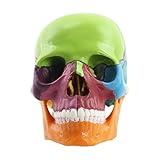 Modelo de calavera humana para anatomía, cabezas de calavera desmontables de tamaño real de 15 partes | Gorras de calavera de estudio mejoradas, cráneo de cabeza humana, modelo de calavera de