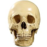 ADHW Decoración Cráneo Cráneo Humano Modelo Estatua para Anatomía Tamaño Natural Réplica de Cráneo Humano 1: 1 Resina Rastreo Anatómico Médico Enseñando Esqueleto Decoración Horror Ambiente