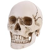 OUNONA uso anatómico y de dibujo decoraciones de calaveras casas invendibles manualidades réplica del cráneo humano modelo de cráneo humano