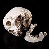 Omabeta Esqueleto médico anatómico, tamaño real 1:1, réplica realista de cráneo humano, modelo de hueso para decoración de Halloween, modelos médicos, calavera de tamaño natural