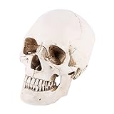 Modelo de cráneo anatómico, 1 pieza, resina blanca, cráneo humano, modelo de dibujo de tamaño natural, réplica de dibujo, adorno de fiesta para laboratorio de ciencias educativo