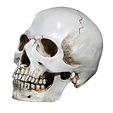 XIOFYA 1 unid Mini Resina cráneo Hueso Cabeza Modelo médico Modelo de Esqueleto Modelo hogar Accesorio Modelo Humano Cabeza réplica cráneo Molde