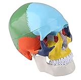 Cráneo anatómico humano coloreado - Modelo de anatomía de tamaño humano