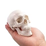 BornTo Edu Mini modelo del cráneo - hueso de cabeza adulto anatómico médico humano de tamaño pequeño para la educación