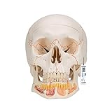 3B Scientific A22 Modelo Anatómico Humano - Modelo de Cráneo Humano Clásico con Mandibula Abierta, desmontable en 3 Piezas + Software de Anatomía - 3B Smart Anatomy