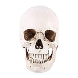 1: 1 modelo de tamaño real resina cabeza humana réplica de cráneo réplica de cráneo humano, modelo anatómico de cráneo humano para decoración de Halloween