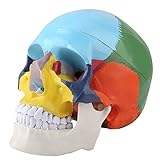 Tyenaza Modelo de CráNeo, Craneo Anatomia Desmontable, Mini CráNeo de OsteopatíA, Modelo Anatómico de Cráneo Adulto a Tamaño Real, para Estudiantes de Medicina o Cursos de Anatomía Humana