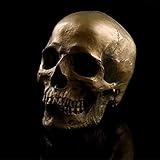 VOANZO Réplica de calavera humana retro extraíble, modelo anatómico, tamaño médico, realista 1:1