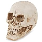 AIKENR Réplica de cráneo humano, réplica de cráneo humano altamente realista, decoración de mesa de Halloween