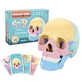 Modelo de anatomía humana, modelo de cráneo anatómico - Modelo de anatomía desmontable - Modelo de esqueleto humano colorido para anatomía, juguetes de esqueleto para el hogar, escuela
