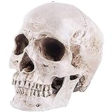 LYYAN Ciencia Cráneo Humano Modelo Tamaño Natural para Anatomía Réplica de Cráneo Humano 1: 1 Resina Rastreo Anatómico Médico Enseñando Esqueleto Estatua Material didáctico